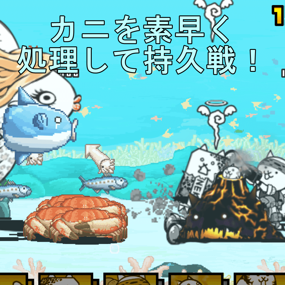 カメラマン db ネコ